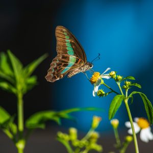 Photography for Art Auctions